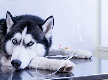 Dog put his head between his paws, lying on the table with an intravenous infusion drip in