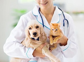 vet examining dog and cat