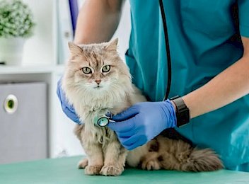 vet listening to fluffy cat using stethoscope